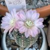Gymnocalycium bruchii- cactus
