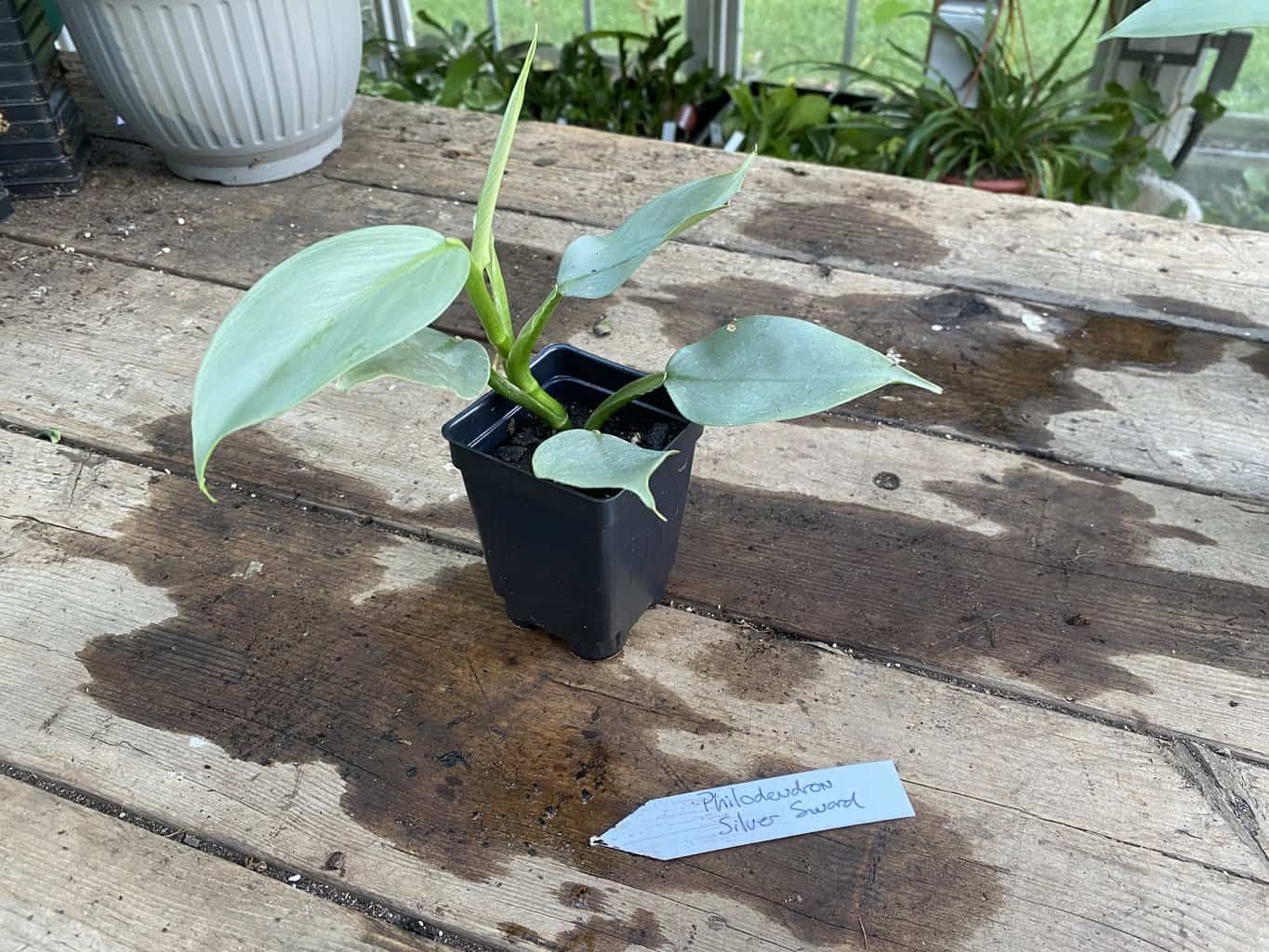 Philodendron Silver Sword Hastatum 2.5 Inch Tall Live Starter Pla, Plantly