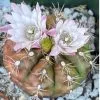 Gymnnocalycuim damsii var Robores -Cactus