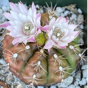 Cactus Flower Plant: Most Beautiful Flowering Cactus Variety, Plantly