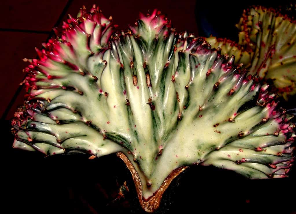 Coral Cactus