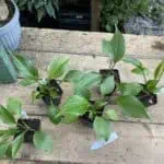Homalomena Emerald Gem Plant 2.5 Inch Tall Pot Starter Plant