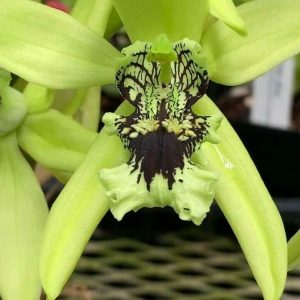 Orchid Coelogyne Pandurata Black Orchid 'Division' Rare Live Plants From Hawai'i