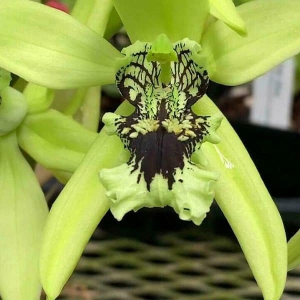 Orchid Coelogyne Pandurata Black Orchid &#8216;Division&#8217; Rare Live Plants From Hawai&#8217;i, Plantly