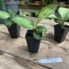Homalomena Selby 2.5 Inch Tall Starter Plant