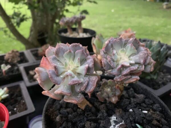 Pulvinata Frosty variegated, Plantly