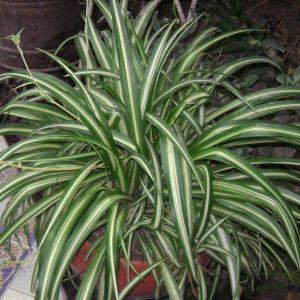 Spider Plant - live plant - chlorophytum comosum