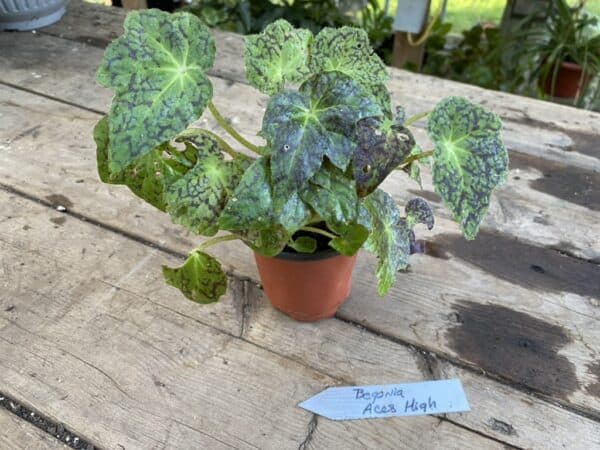 Begonia Aces High 3” Tall Pot Starter Plant, Plantly