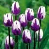 Purple and White Tulip Bulbs for Planting - Easy to Grow - Made in USA, Ships from Iowa (10 Bulbs)