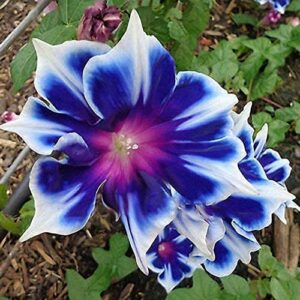 100 Blue and White Morning Glory Seeds for Planting