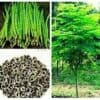 30 Moringa Tree Seeds, Tree of Life