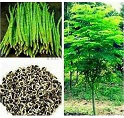 30 Moringa Tree Seeds, Tree of Life