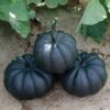 Black Pumpkin Seeds | 10 Seeds Packet | Grow Stunning Black Kat Pumpkins