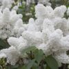 25 White Japanese Lilac Seeds