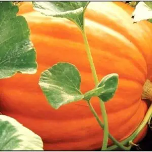 Giant Jack-O-Lantern Pumpkin Seeds to Grow | 25 Seeds | Big Max Pumpkins, Prized to Make Giant Jack O Lanterns