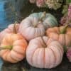 Pink Pumpkin Seeds | 10 Seeds Packet | Grow Stunning Pink Pumpkins