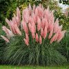 Giant Pink Pampas Grass Seeds - 100 Seeds - Ships from Iowa, Made in USA