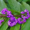 American Beauty Berry - Callicarpa Americana - 20 Seeds - Non-GMO Seeds, Grown and Shipped from Iowa. Made in USA