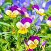 Johnny Jump Up Pansy Seeds - 1,000+ Seeds - Beautiful Perennial Garden Flowers - Multicolor Perennial Viola Pansy Seeds
