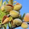 Almond Tree Seeds - 20 Seeds - Grow Almonds Trees