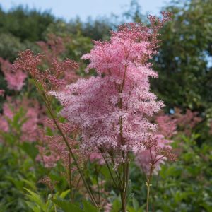 Rare Queen of The Prairie Seeds - 15 Seeds to Grow - Filipendula rubra - Made in USA, Ships from Iowa. Rare and Hard to Find