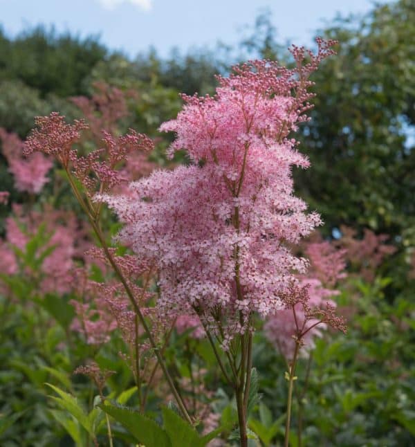 Rare Queen of The Prairie Seeds &#8211; 15 Seeds to Grow &#8211; Filipendula rubra &#8211; Made in USA, Ships from Iowa. Rare and Hard to Find, Plantly