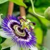 Passion Flower Seeds for Planting - 50+ Seeds - Ships from Iowa, USA - Grow Exotic Passion Flower Vines. Great for Bonsai