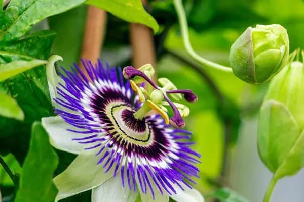 Passion Flower Seeds for Planting – 50+ Seeds – Ships from Iowa, USA – Grow Exotic Passion Flower Vines. Great for Bonsai