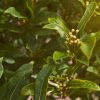 Sweet Bay Laurel Herb Tree Seeds - 4 Seeds to Plant - Laurus nobilis
