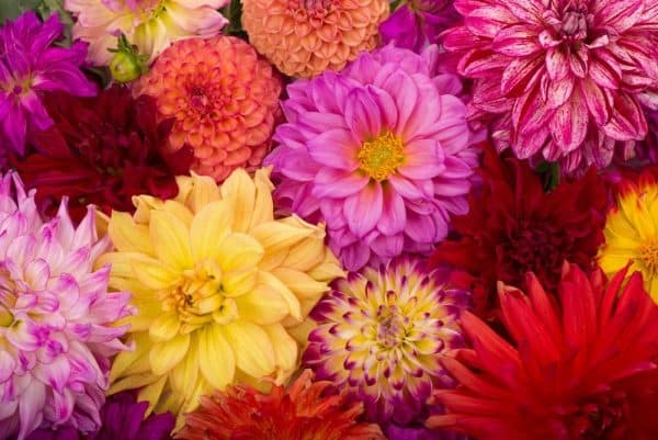 Deanna&#8217;s Dahlias &#8211; Exotic Mix, 100+ Seeds &#8211; Made in USA, Ships from Iowa., Plantly