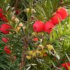 English Yew Tree Seeds - Taxus baccata
