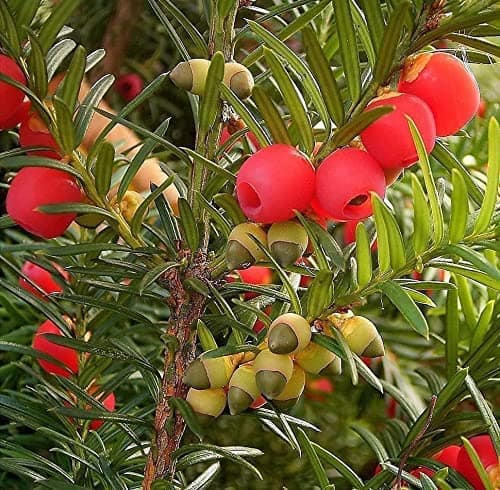 English Yew Tree Seeds &#8211; Taxus baccata, Plantly