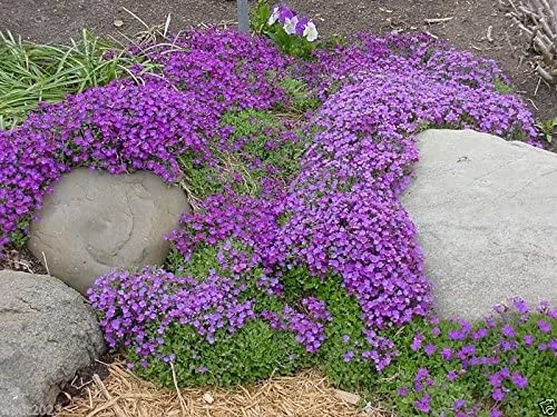 Aubrieta Seeds &#8211; Cascade Purple Flower Seeds, Rock Cress, Perennial, Deer Resistant, Plantly