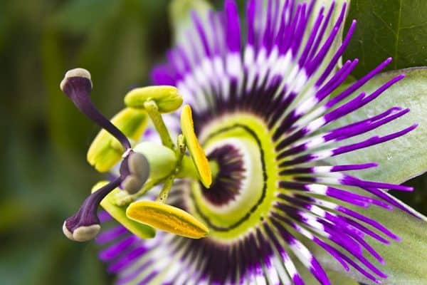 Passion Flower Seeds for Planting – 50+ Seeds – Ships from Iowa, USA – Grow Exotic Passion Flower Vines. Great for Bonsai