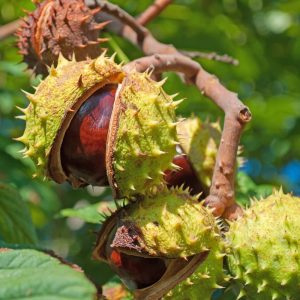 2 Horse Chestnut Seeds for Planting - Amazing and Exotic Fruit Tree