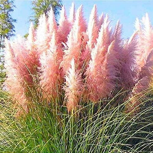 Giant Pink Pampas Grass Seeds – 100 Seeds – Ships from Iowa, Made in USA