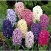 Mixed Color Hyacinth Bulbs - 12 Bulbs - Fragrant Hyacinths