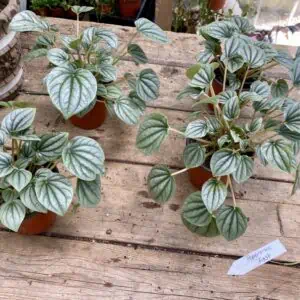 Peperomia Frost 2.5 Inch Pot Beautiful Live Silver Green Plant