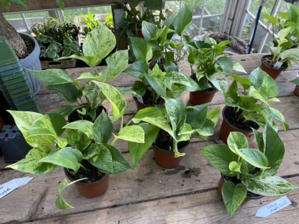 Pothos or Devil&#8217;s Ivy Marble Queen Variegated Plant 3 Tall Pot Live Plant, Plantly