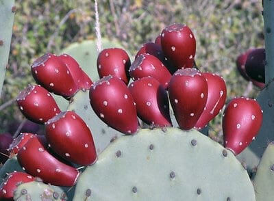 Spineless Prickly Pear Cuttings, Plantly