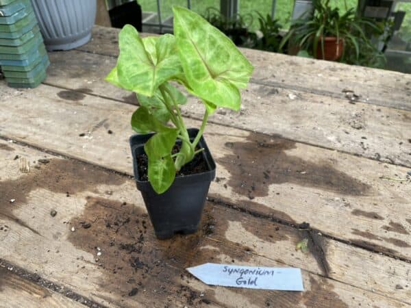Syngonium Gold Allusion or Arrowhead Plant 2.5 Inch Tall Pot Starter Plant