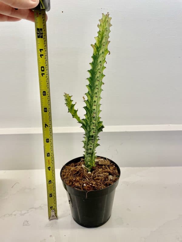 Euphorbia Trigona – Highly variegated