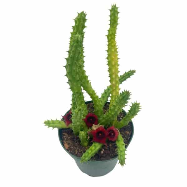 huernia red dragon cactus