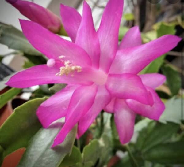 Thanksgiving Cactus or Schlumberbera Truncata Cyber Dancer Bloom Starter Plant, Plantly