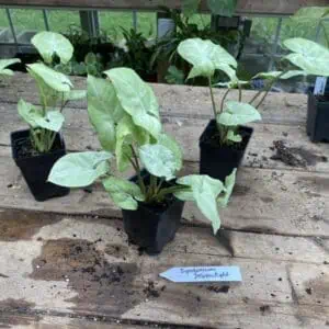 Syngonium or Arrowhead Plant Moonlight 2.5 Inch tall pot Live starter plant
