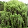 Weeping Willow Tree Cuttings - Beautiful Arching Canopy - Grow Golden Weeping Willow Trees - Live Trees