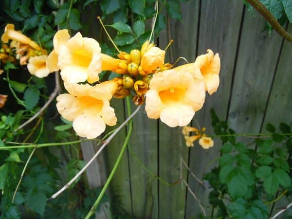 Yellow Hummingbird Bush Seeds &#8211; 20 Seeds &#8211; Yellow Trumpet Vine &#8211; Non-GMO Seeds, Shipped from Iowa. Made in USA, Plantly