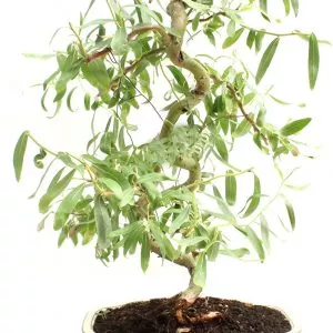 Bonsai Dwarf Japanese Curly Willow Tree Cutting - Very Rare Fast Growing Bonsai - Get A Mature Looking Bonsai Very Fast