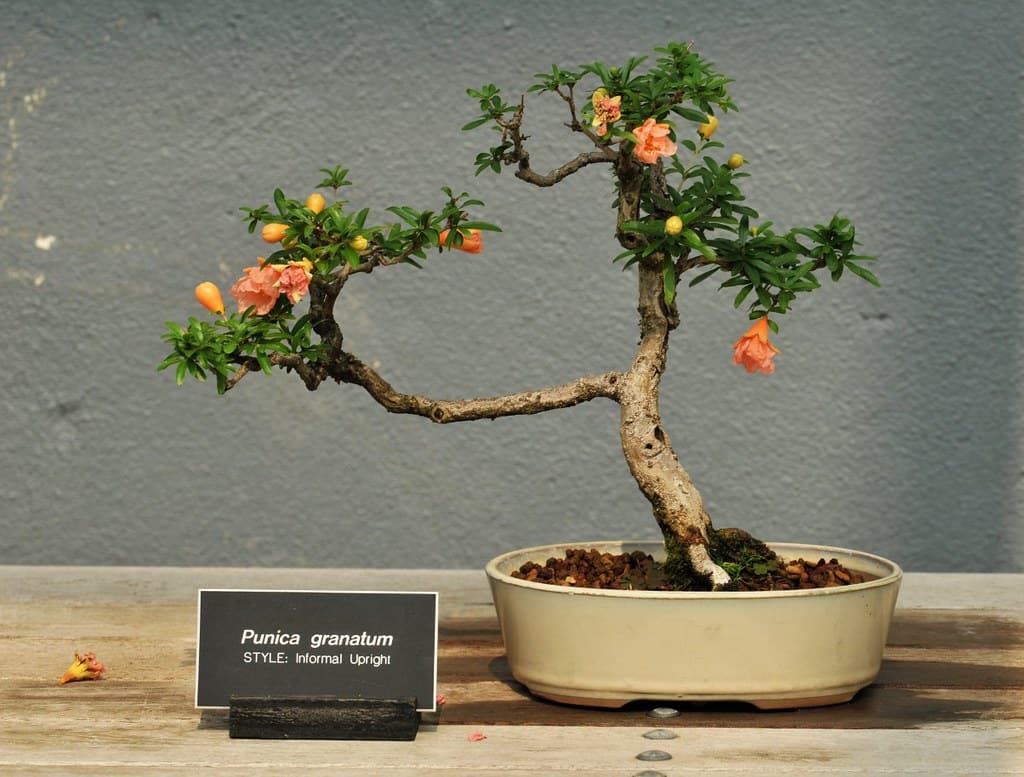 pomegranate bonsai tree