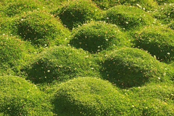 Irish Moss Seeds &#8211; 5,000 Seeds &#8211; Grow Stunning Ground Cover That Blooms Attractive White Flowers &#8211; Made in USA, Plantly